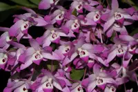 Dendrobium linawianum