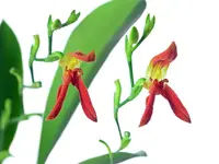 Specklinia endotrachys