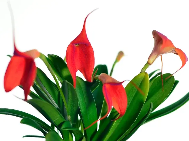 Masdevallia Susy de Bermeo (Masdevallia)