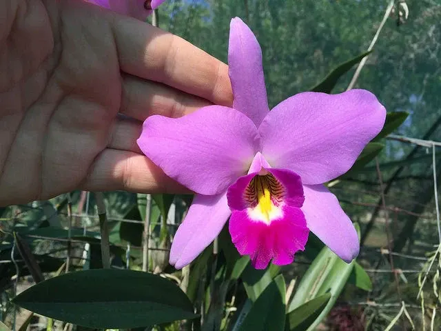 Laelia anceps 'Spitskop Supreme' (Laelia)