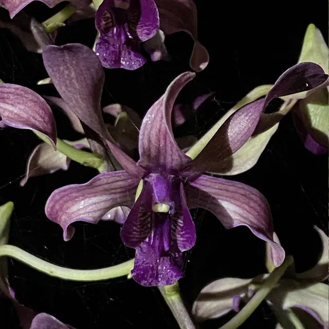 Dendrobium Nicha Angel Of Faith