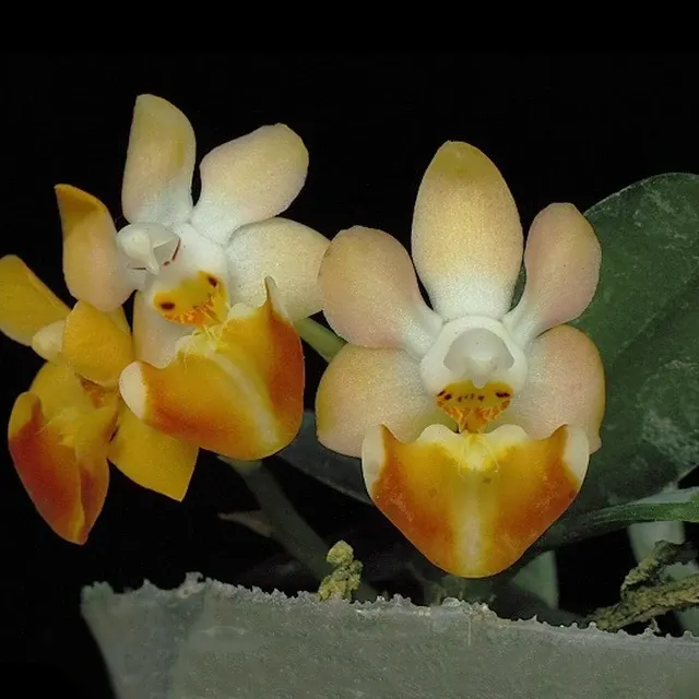 Phalaenopsis lobbii "orange" x sib