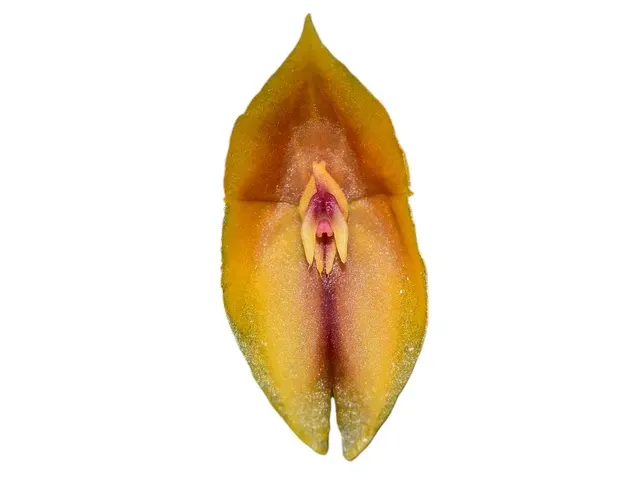 Lepanthes cymbium
