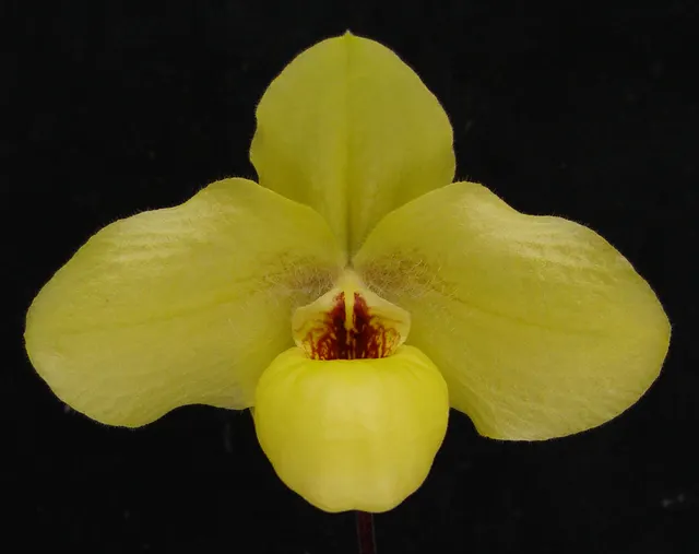 Paphiopedilum Wössner China Moon (Paphiopedilum)