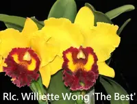 Rlc. Williette Wong 'The Best' AM/AOS (Tassie Barbero x Toshie Aoki) (M233) (Hybrid) Rlc.=Rhyncholaeliocattleya