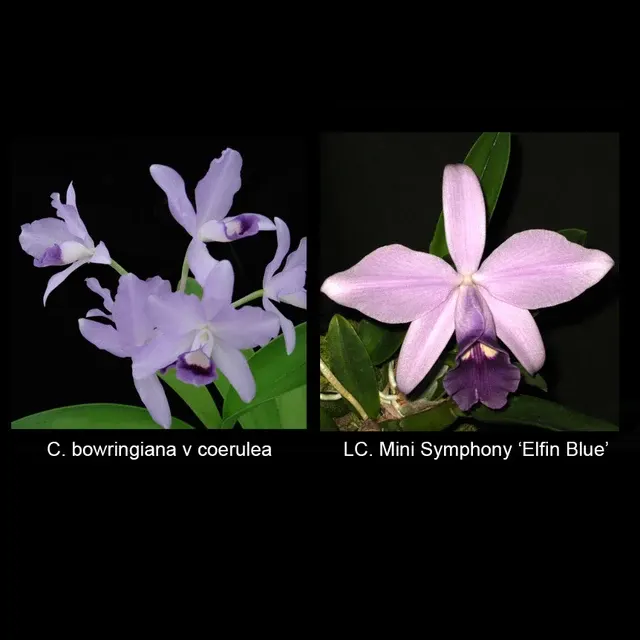 Cattleya bowringiana coerulea 'Blue Angel'