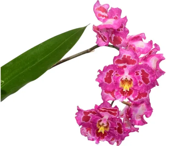 Oncidium Lovely Penguin 'Emperor' (Oncidium)