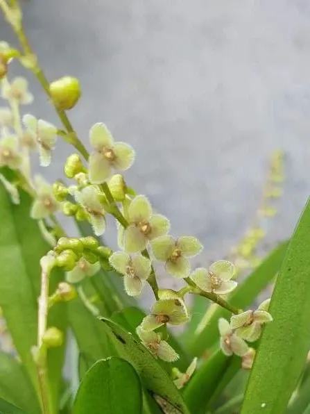 Stelis species