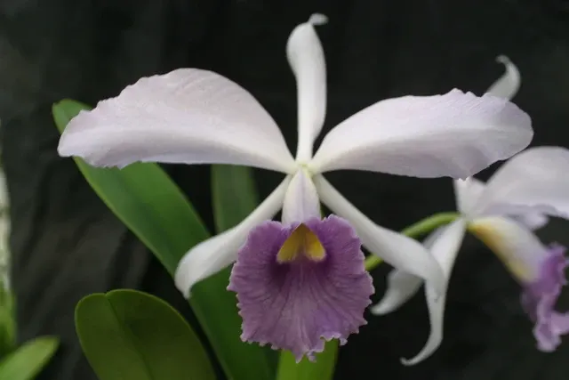 Cattleya Eximea (Cattleya)