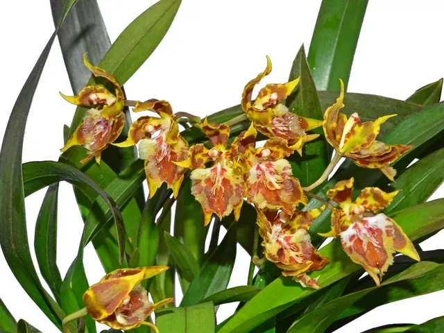 Oncidium hennisii (Oncidium)