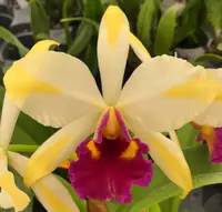 Pot. Fu Shu Glory 'Happy Holiday'.