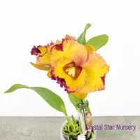 Rhyncholaeliocattleya Chaweewan Fancy — 2.5" Pot / With Spike/Bloom