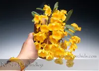 Den. lindleyi ', Note: Delightful Fragrance, Miniature Species '