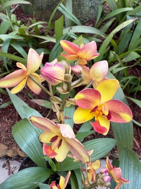 Spathoglottis plicata 'Tropical Peach' (Spathoglottis)