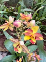 Ground Orchid Rhizome - Tropical Peach - Yellowish Pink - Spathoglottis Plicata - Well-Drained Soil - Zones 9-10