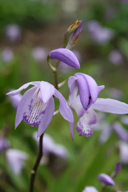 Bletilla striata 'Soryu'