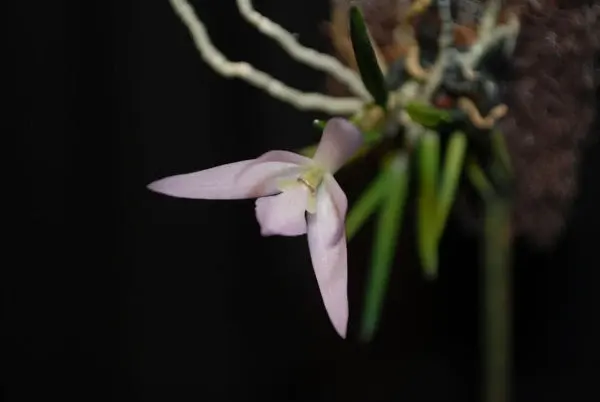 Leptotes unicolor (Leptotes)