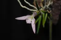 Leptotes unicolor — Blühfähige Pflanze