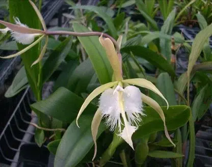 Epidendrum ciliare x