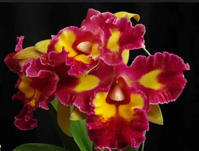 Cattleya Alliance: Blc. Chunfong Queen (Cattleya)