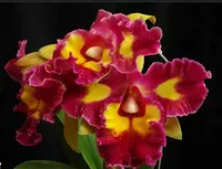 Cattleya Alliance: Blc. Chunfong Queen