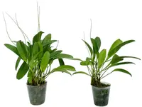 Stelis tridactyloides (Big)