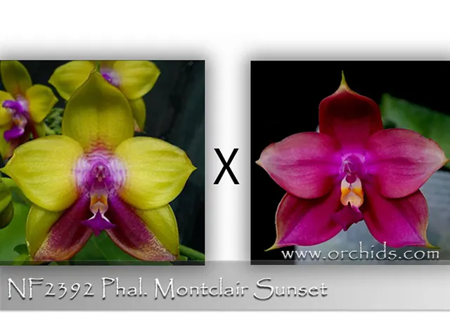 Phalaenopsis Montclair Sunset 'Note: Limited.'