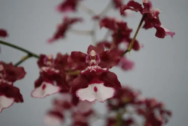 Oncidium GREEN VALLEY SWEET