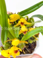 Maxillaria variabilis 'yellow' — Blooming size