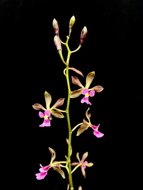 Encyclia Suikerbekkie (Encyclia)