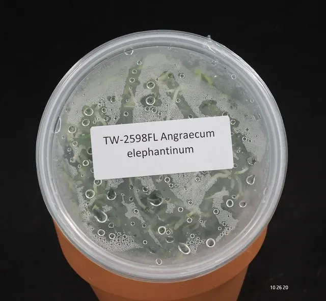 Angraecum elephantinum (Angraecum)