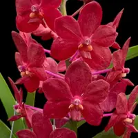 Vandachostylis (Crownfox Red Gem x Vanda Doctor Anek) Blooming Size (3.5” basket)