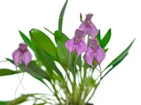 Masdevallia Ecuagenera's Ruby