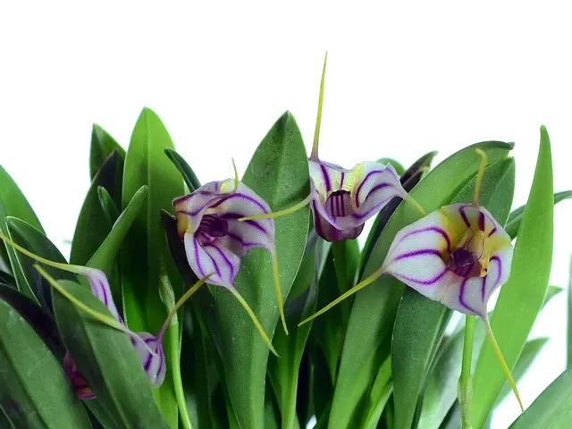 Masdevallia yungasensis (Masdevallia)