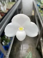 Paphiopedilum Nathaniel’s Clarity (thaianum x niveum)