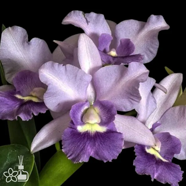 Cattleya Final Blue 'Royal Blue'