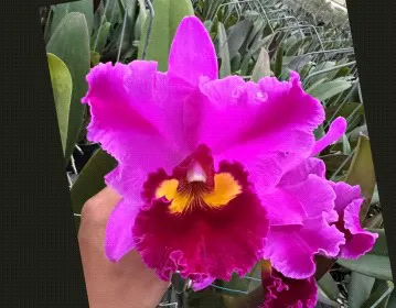Rhyncholaeliocattleya Young-Min Dancer 'Dancer' (Rhyncholaeliocattleya)