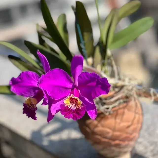 Cattleya lueddemanniana 'Infierno' (Cattleya)