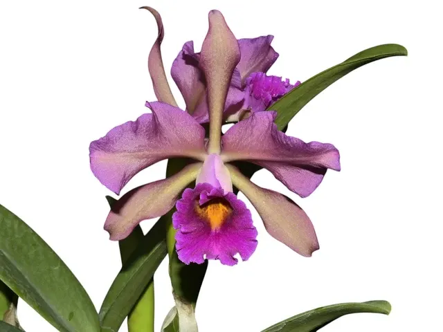 Cattleya Lucia Fernandez