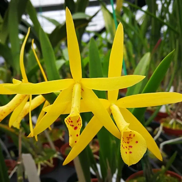 Brassocattleya Richard Mueller × (Cherry Torte × harporphylla)