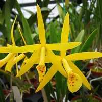 Brassocattleya (Richard Mueller × (Cherry Torte × harporphylla))