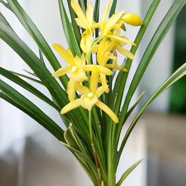 Cymbidium Golden Elf 'variegata'