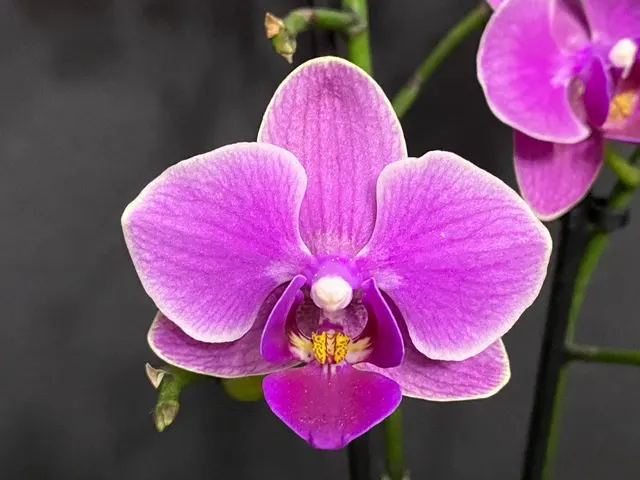 Phalaenopsis Purple White Border