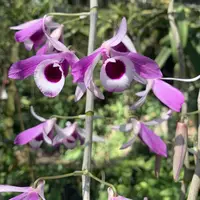 Dendrobium lituiflorum