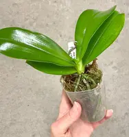 Phalaenopsis lueddemanniana | red strain | SapphireChild Orchids