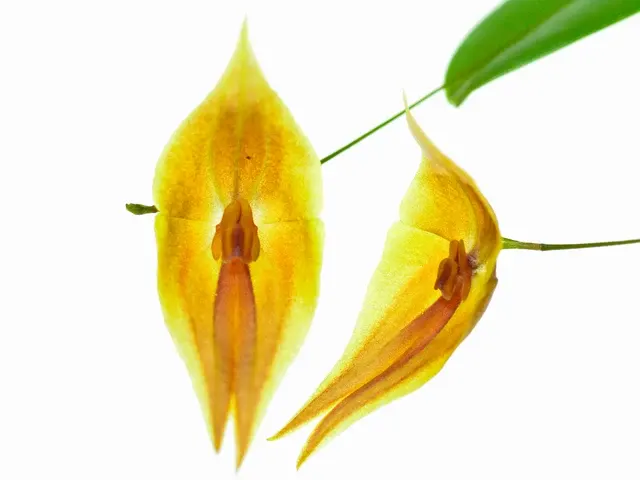 Lepanthes Elegant Escobar Striped