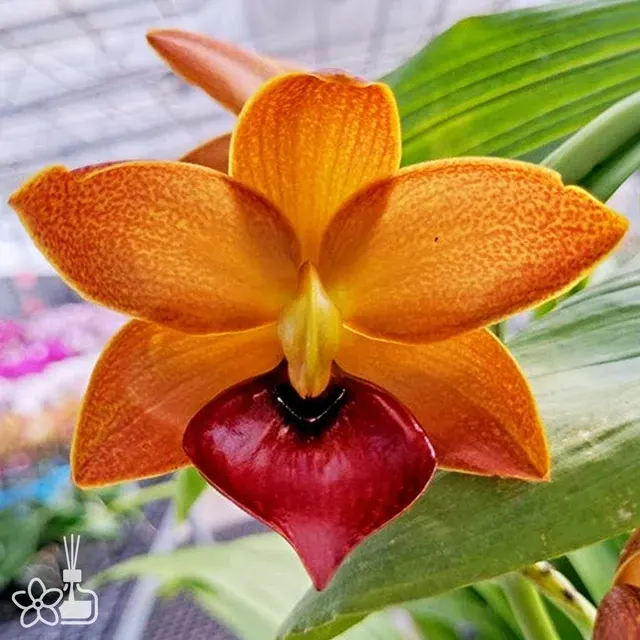 Cycnoches Taiwan Gold Orange '252'