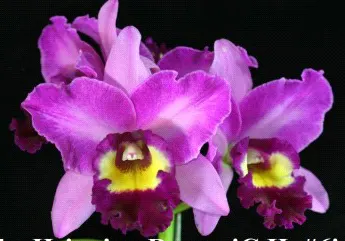 Rhyncholaeliocattleya Hsinying Rouge 'Hsinying' (Rhyncholaeliocattleya)