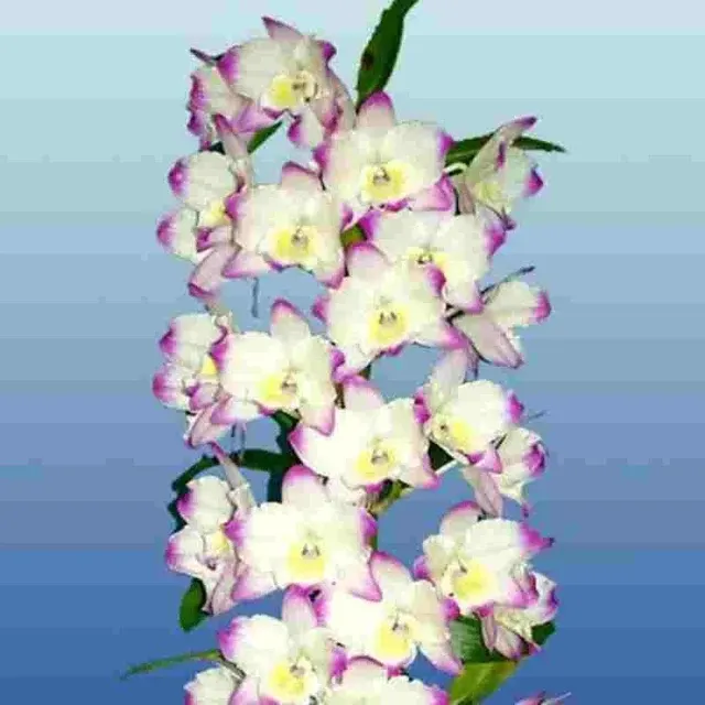Dendrobium Tianmu Lucky Girl 'Sweetheart' (Dendrobium)
