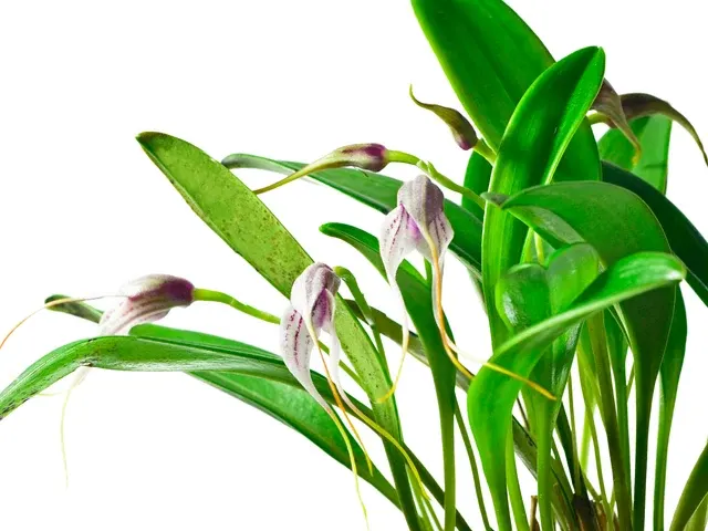Masdevallia figueroae